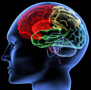brain map