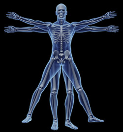 Vitruvian Diagram